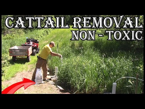 How To Get Rid Of Cattails Invading Your Pond - Update Links Below