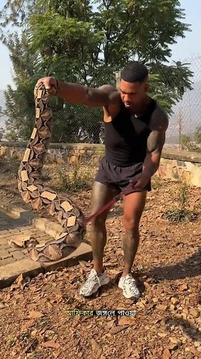 Why Is the GABOON VIPER So DANGEROUS Yet So CALM? #facts #trending #ytshorts