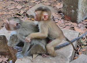 The monkey Leo and Done playing each other so happy !. | Hi Monkeys