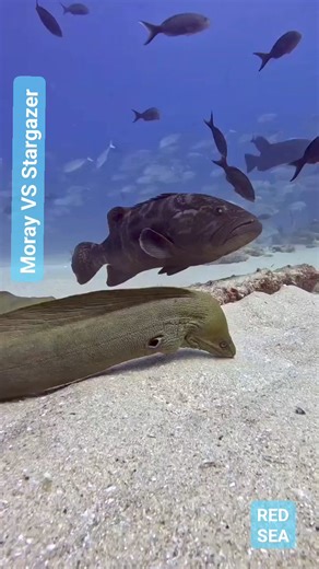 Moray eel hunts a stargazer but fortunately the fish was able to escape 🤿👏🐠 #morayeel #moray #hunting #stargazer #underwaterworld #underwatervideo #scuba #scubadiving #reelsviralシ #reelsfypシ #reelschallenge #underwaterphotography #uwphotography | Red Sea Diving