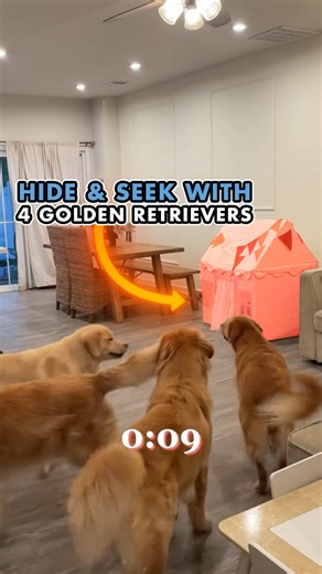 128K views · 3.6K reactions | The best senses for a dog are in this...