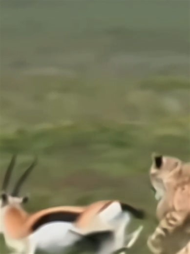 #worldanimals #discovery #intarstingmovie #foryoupage❤️❤️ #foryou