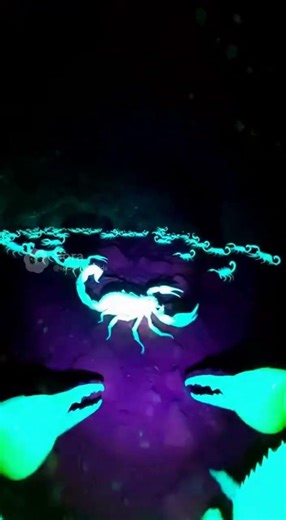 Scorpion POV under Blacklight: Glowing Scorpions & Neon Babies! #microcamera #naturelovers #wildlife