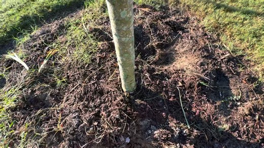 13 reactions | This is a Root Collar Excavation we performed today to expose the root flare, which is essential for the health of the tree. #treehealthcare #brauertreesllc | Brauer Trees, LLC | Facebook