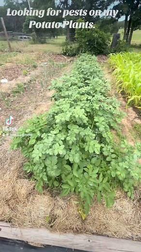 2.2K views · 59 reactions | Looking for the Colorado Potato Beetle on my potato plants. Colorado potato beetle (Leptinotarsa decemlineata) is an insect pest. It was first detected in Oklahoma in 1984. Both the striped beetle and the black-spotted, red larva feed on potato leaves. #gardening #Oklahoma #oklahomagardening #potatofarming | Tom Pastrano | Facebook