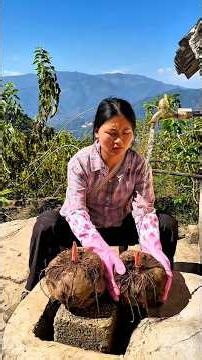 The Magic Food: Konjac#Konjac #HealthyFood #FarmingFacts