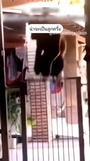 น่าจะเป็นลูกครึ่ง #funny #reels #awesomevideos #คลิปตลก