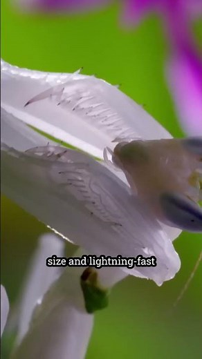 Praying Mantis vs. Jumping Spider: A One-Sided Battle