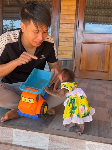 monkeymoon003 (@monkeymoon003) - Baby Monkey Moon's Frustration with Toy Trucks