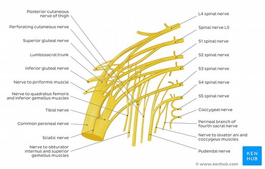 Sacral plexus