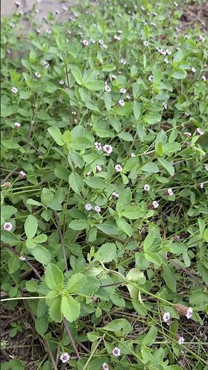 This ground cover is an awesome native plant - Frogfruit #floridanativeplants #gardening #garden