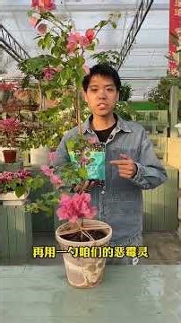 Insect control must be thorough#Tips for growing flowers#Planting tips#Insecticidal an