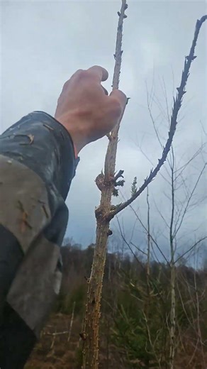 young spruce plants are stronger then you think and survival is epic! #trees #nature #tree #plants