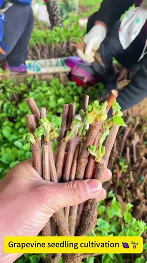 Grapevine seedling cultivation 🍇🌱