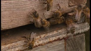 15K views · 478 reactions | Give bees a chance: farmers in Cambridgeshire, Norfolk and Lincolnshire have joined together to have their land mapped so beekeepers can find food for their bees throughout the year. | BBC Norfolk | Facebook