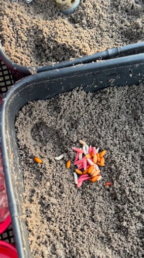 ❄️ WINTER FEEDER BASICS | HOW MUCH FEED? In winter, it’s not about filling the swim. In this reel, Chris explains how little bait is often needed when feeder fishing in cold conditions. With BioGrub Dark, small feeder loads topped up regularly create steady attraction without overfeeding, thanks to its fine texture and subtle release. At times, feeding one area more positively and visiting it less often can also work. Which approach you choose depends on the fish you’re targeting, and results ca