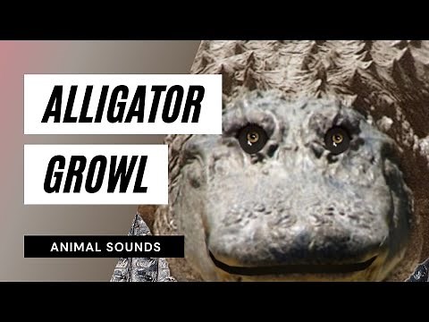 The Animal Sounds: Alligator Growl Snap / Sound Effect / Animation