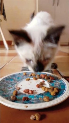 Meowth vs Meowth (and Litten) #pokemon