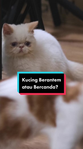 Perbedaan Kucing Berantem & Bercanda