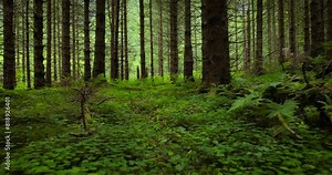 View of the Forest in Norway. Beautiful nature of Norway. The camera moves from the first person through the thicket of a pine forest.