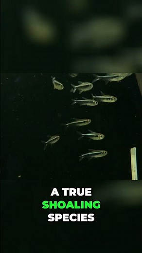 Black Neon Tetras: The Underrated Gems of the Aquarium!