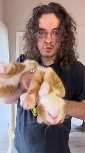 6.3K views · 462 reactions | This cat learns exclusively from bad influence #cat #catsoftiktok #orangecat #orangecatbehavior #catlovers #viralcats #funnycat | Renus Delph | Facebook