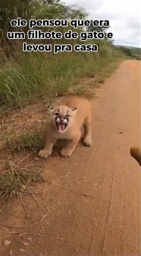 não era um gatinho! 🦁❤️ #shorts #shortvideo #shortsfeed