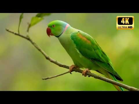 Relax with Tropical Birds | 4K Nature Sounds