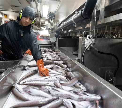 Alaska pollock fishery secures MSC recertification