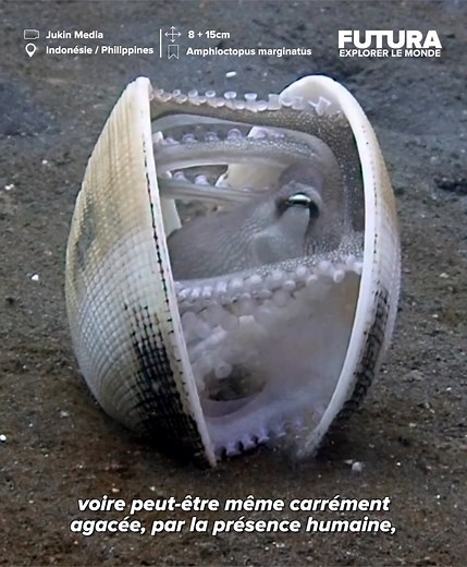 2M views · 9.2K reactions | () La pieuvre noix de coco est sans...