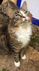 My kitty sister Poppy is playing with a leaf. She also wants to say hello to everyone | The Legendary Adventures of Sammy