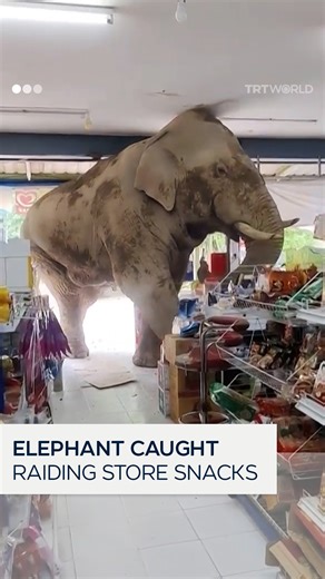 75K views · 605 reactions | An elephant caused chaos in a grocery store in Thailand after wandering inside and helping itself to various snacks on June 2. | TRT World | Facebook