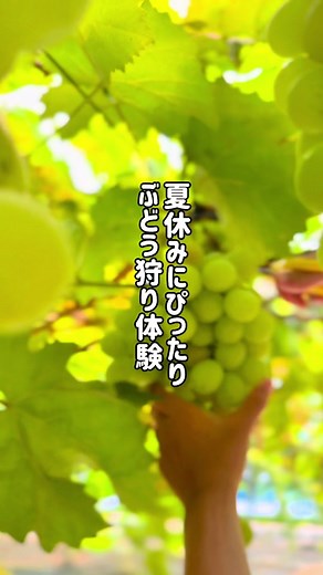 ●井野農園（宮崎市阿波岐原町） \\\\安心安全・無農薬ぶどう狩り体験🍇♡// @inonouen_miyazaki 今年も始まりました🍇♡ 安心安全・無農薬・おいしくてたのしいぶどう狩り体験☺︎ 夏休み中のお子様とのおでかけにもぴったり☺︎ シャインマスカット 1000円/1kg 巨峰 950円/1kg ※入場料や体験料は別途かかりません 我が家はカゴに満タンで、シャインマスカットと巨峰合わせて約2kgちょいでしたが、お値段2060円でした🙌🏼 種ありのぶどうですが、とっても美味しいし、何よりも安心安全で無農薬栽培なのにお安い😳 皆さんも是非行ってみてくださいね☺︎ 井野農園さんでぶどう狩り体験▶︎フェニックス動物園プール▶︎みやざきグルメとランタンナイト▶︎シェラトン泊 すべて車で10分圏内のおでかけ盛り沢山プランもありかも🚘♡ 予約はInstagramより予約サイトをご利用下さいませ。 @inonouen_miyazaki ━━━━━━━━━━━━━━━ 井野農園 〒880-0837 宮崎県宮崎市阿波岐原町野間 ※Google MAP参照 （📍フローランテ宮崎から車