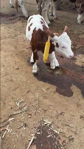 Rural Cattle Farmer | Daily Life on the Farm 🐄#RuralCattleFarmer #CattleFarming#funny