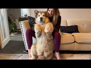 Look At The Size Of This Bear! Teddy Bear Dog (Cutest ever!!)