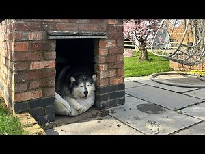 This Shouldn't Work But It Does! We Turned A Pizza Oven Into A Kennel