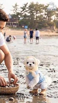 Dog making seafood noodle soup with clams he dug up himself