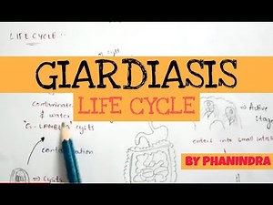 GIARDIASIS || STRUCTURE, LIFE CYCLE, SYMPTOMS, DIAGNOSIS, TREATMENT || BY PHANINDRA GUPTA