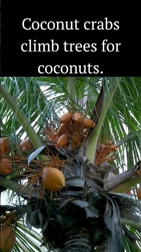 Coconut crabs climb trees for coconuts