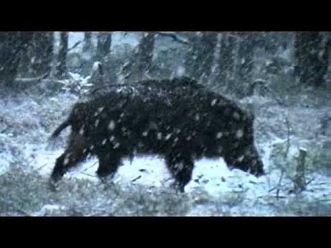 Mating Season of Wild Boars.Veluwe