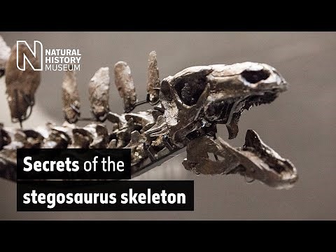 Rare Stegosaurus skeleton delivers secrets through 3D scanning