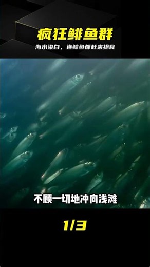 Herring Spawn Turns the Ocean Milky White as a Whale Army Descends on the Feast, an Incredibly Sh...