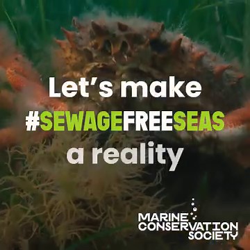 15 reactions | Sewage pollution is damaging our ocean, but we can turn it around. Will you help us make #SewageFreeSeas a reality?⚡️ Stay tuned for what you can do or visit our website for more information on our new campaign www.mcsuk.org/sewage-free-seas | Marine Conservation Society | Facebook