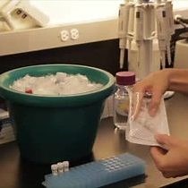 Video: Identification and Characterization of Protein Glycosylation using Specific Endo- and Exoglycosidases