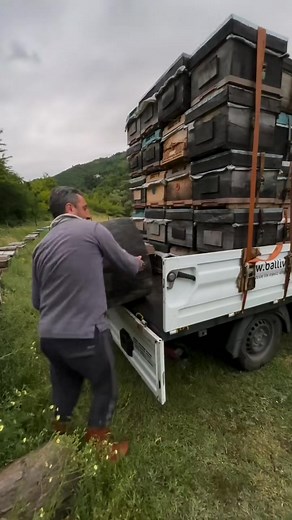 Bee hives migration 🐝💛 . . . . . #🐝 #📸 #beekeeping #bees #honey #bee #beekeeper #savethebees #canadianapiary #canadianbeekeeper #honeybee #apiary #nature #apiculture #beesofinstagram #beehive #hive #beelife #beekeepers #pollen #newhobby #farmer #urbanbeekeeping #urbanbeekeeper #womenbeekeepers #womeninbeekeeping | Canadian Apiary