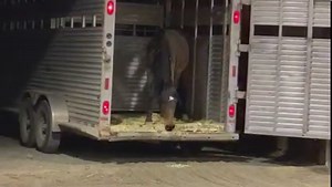 840K views · 4.4K reactions | Lupine ❤️ so we have two new wild...