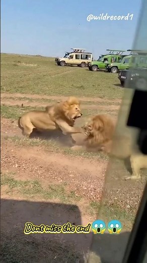 two male lion fight for territory #lions #lionsfight