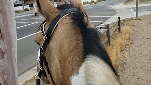 235K views · 11K reactions | Day 2 . Young horse training through town in Norco- California!! I'm so proud of this beautiful young mare for being so calm and trusting... I was expecting her to freak out when the Sherrif went past with his sirens on but she didnt  I LOVE NORCO!!!  | Alycia Burton- Free Riding Australia | Facebook
