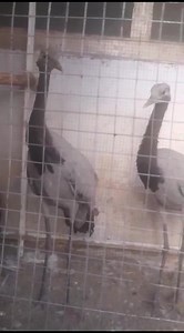 ***Beautiful crane chicks Ma sha Allah### | Crane Birds