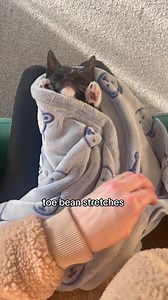 4.4M views · 149K reactions | The best toe bean stretch #toebeans #bigstretch #catsofinstagram #cutekittens | Harvey the Tux | Facebook